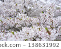 Cherry Blossoms	 138631992