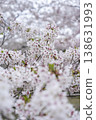Cherry Blossoms	 138631993