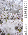 Cherry Blossoms	 138631994