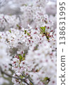 Cherry Blossoms	 138631995