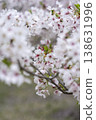 Cherry Blossoms	 138631996