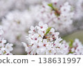 Cherry Blossoms	 138631997