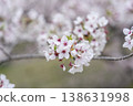 Cherry Blossoms	 138631998