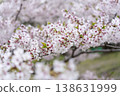 Cherry Blossoms	 138631999