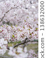 Cherry Blossoms	 138632000