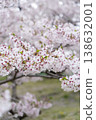Cherry Blossoms	 138632001
