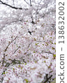 Cherry Blossoms	 138632002