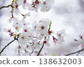 Cherry Blossoms	 138632003