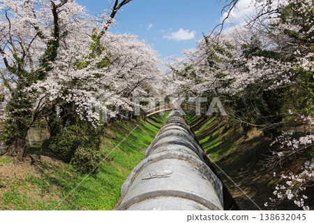澀川市佐久發電廠福來廣場的櫻花景觀。 138632045