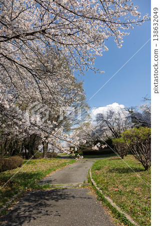 澀川市佐久發電廠福來廣場的櫻花景觀。 澀川市佐久發電廠福來廣場的櫻花景觀。 138632049