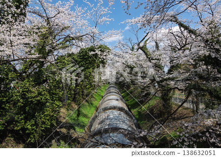 A landscape with cherry blossoms at the Fureai Plaza of the Saku Power Plant in Shibukawa City. 138632051