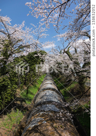 A landscape with cherry blossoms at the Fureai Plaza of the Saku Power Plant in Shibukawa City. 138632052