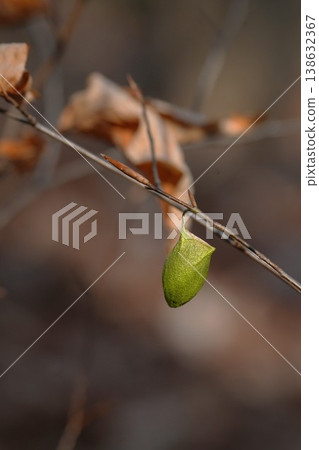 Usta Viga的繭 138632367