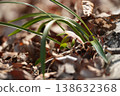 戈氏蕙蘭（Cymbidium goeringii），宣告春天的到來 138632368