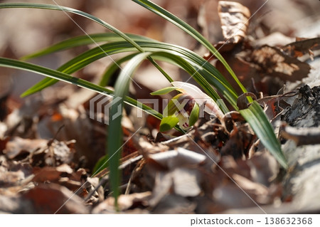 戈氏蕙蘭（Cymbidium goeringii），宣告春天的到來 138632368