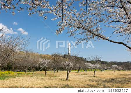 Cherry blossoms and surge tanks: Saku Power Plant as seen from Tone River riverbed park. 138632457