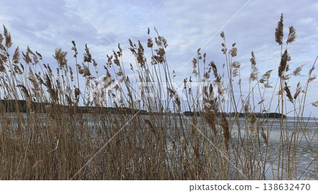 Dry Reeds Swaying in Wind by Frozen Lake Shore Dry Reeds Swaying in Wind by Frozen Lake Shore 138632470