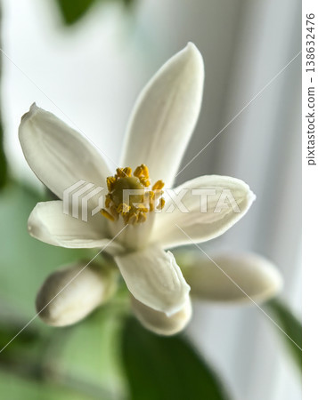 Macro of Mexican lime blossom with soft natural light Macro of Mexican lime blossom with soft natural light 138632476