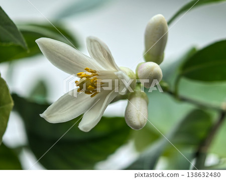Mexican lime flower and buds close up on branch 138632480
