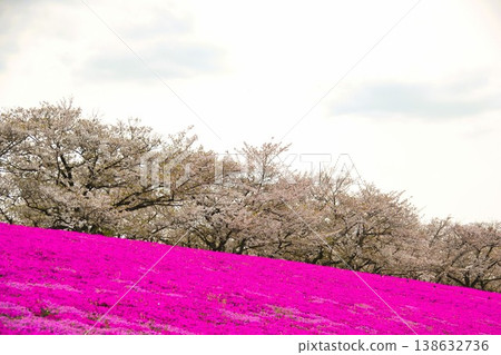 Arakawa Akabane Sakurajutsu Green Area Arakawa Akabane Sakurajutsu Green Area 138632736
