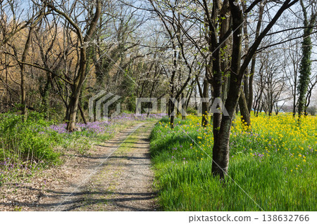Tone River riverbed park in spring, Shibukawa City, Gunma Prefecture Tone River riverbed park in spring, Shibukawa City, Gunma Prefecture 138632766
