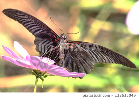 一隻雄性鳳蝶(Papilio memnon)正在吸食波斯菊的花蜜。 一隻雄性鳳蝶(Papilio memnon)正在吸食波斯菊的花蜜。 138633049