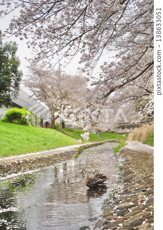日本神奈川縣橫濱市江川瀨良木綠道沿線的櫻花和鬱金香。 138633051