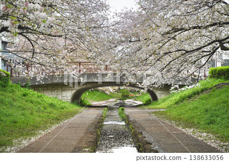 日本神奈川縣橫濱市江川瀨良木綠道沿線的櫻花和鬱金香。 日本神奈川縣橫濱市江川瀨良木綠道沿線的櫻花和鬱金香。 138633056