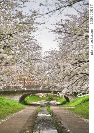 Cherry blossoms and tulips along the Egawa Seseragi Greenway in Yokohama City, Kanagawa Prefecture, Japan. Cherry blossoms and tulips along the Egawa Seseragi Greenway in Yokohama City, Kanagawa Prefecture, Japan. 138633057