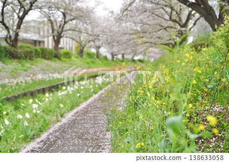 日本神奈川縣橫濱市江川瀨良木綠道沿線的櫻花和鬱金香。 138633058