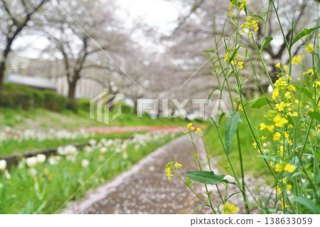Cherry blossoms and tulips along the Egawa Seseragi Greenway in Yokohama City, Kanagawa Prefecture, Japan. Cherry blossoms and tulips along the Egawa Seseragi Greenway in Yokohama City, Kanagawa Prefecture, Japan. 138633059