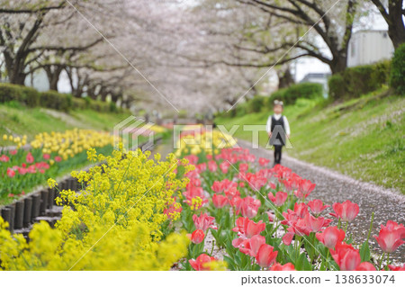 Cherry blossoms and tulips along the Egawa Seseragi Greenway in Yokohama City, Kanagawa Prefecture, Japan. Cherry blossoms and tulips along the Egawa Seseragi Greenway in Yokohama City, Kanagawa Prefecture, Japan. 138633074