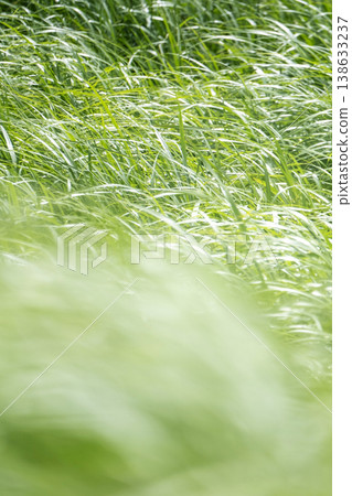 Summer grass swaying in the gentle breeze - Okudaisen Summer grass swaying in the gentle breeze - Okudaisen 138633237
