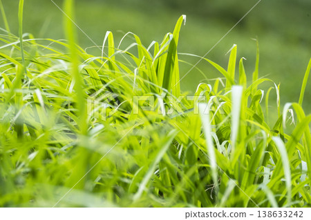 Summer grass swaying in the gentle breeze - Okudaisen Summer grass swaying in the gentle breeze - Okudaisen 138633242
