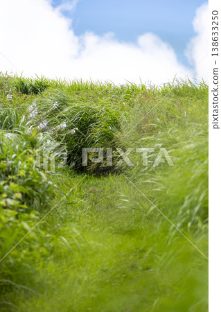 Summer grass swaying in the gentle breeze - Okudaisen Summer grass swaying in the gentle breeze - Okudaisen 138633250