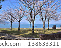 Cherry blossoms at Nagisa Promenade, Otsu Lakeshore Park 138633311