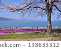 Moss phlox and cherry blossoms at Otsu Lakeshore Nagisa Park 138633312