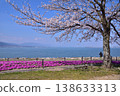 Moss phlox and cherry blossoms at Otsu Lakeshore Nagisa Park 138633313