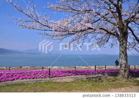 Moss phlox and cherry blossoms at Otsu Lakeshore Nagisa Park 138633313