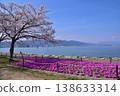 Moss phlox and cherry blossoms at Otsu Lakeshore Nagisa Park 138633314