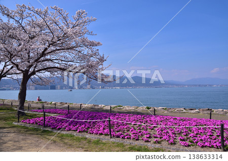 Moss phlox and cherry blossoms at Otsu Lakeshore Nagisa Park Moss phlox and cherry blossoms at Otsu Lakeshore Nagisa Park 138633314