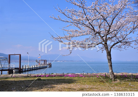 Otsu Lakeshore Nagisa Park: Moss phlox, cherry blossoms, and pier Otsu Lakeshore Nagisa Park: Moss phlox, cherry blossoms, and pier 138633315