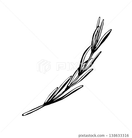Rosemary sprig in minimalist black and white vector line art. Fragrant herb branch for mediterranean seafood menu, organic spice packaging, culinary garnish and healthy food seasoning graphics Rosemary sprig in minimalist black and white vector line art. Fragrant herb branch for mediterranean seafood menu, organic spice packaging, culinary garnish and healthy food seasoning graphics 138633316