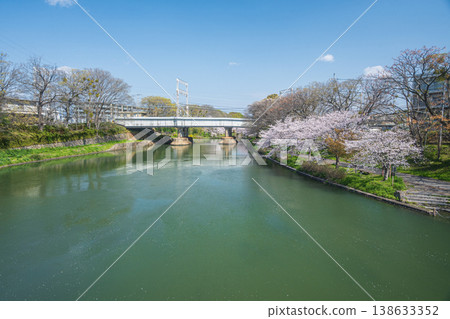 京都市伏見區堀川沿岸的春日景色 138633352