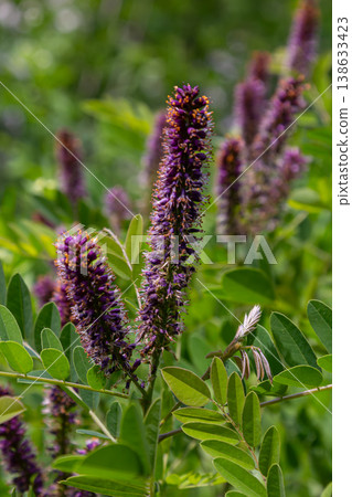Decorative purple spike-like flowers of Amorpha fruticosa blooming in lush greenery during the sunny afternoon in a serene garden setting Decorative purple spike-like flowers of Amorpha fruticosa blooming in lush greenery during the sunny afternoon in a serene garden setting 138633423