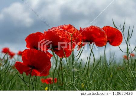 Bright red corn poppies sway gently in the breeze under a cloudy sky in a vibrant field during the summer season 138633426