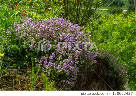 Wild Thyme blooms in a lush natural setting showcasing vibrant pink-purple flowers amidst greenery in early summer 138633427