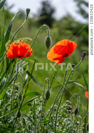 Bright red corn poppies bloom in a lush green field under warm sunlight during mid-spring showcasing nature's vibrant beauty and delicate flora Bright red corn poppies bloom in a lush green field under warm sunlight during mid-spring showcasing nature's vibrant beauty and delicate flora 138633428