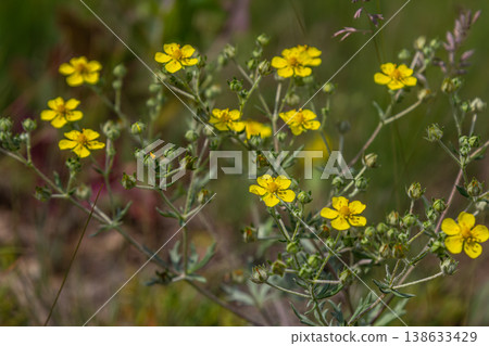 Hoary cinquefoil blooms with vibrant yellow petals in a lush grassy environment during sunny spring days Hoary cinquefoil blooms with vibrant yellow petals in a lush grassy environment during sunny spring days 138633429