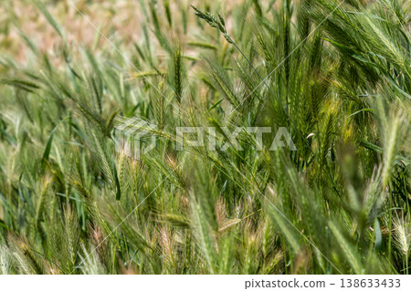 Spiky ears of Hordeum murinum sway gently in the field as sunlight filters through lush green grass on a warm summer day in nature 138633433